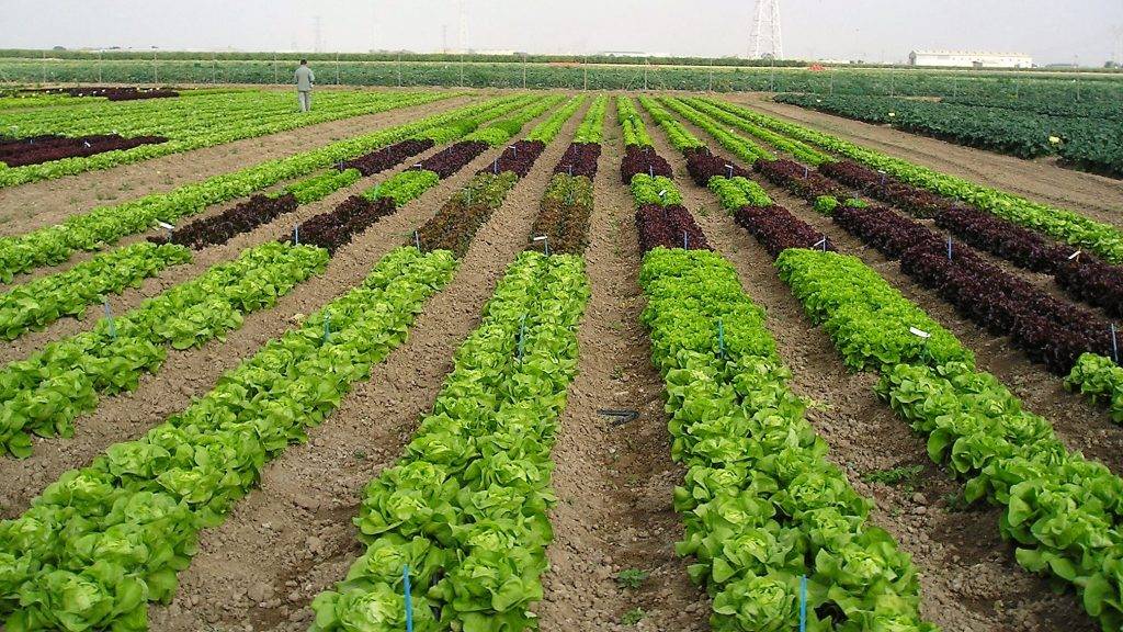 Hoyos, Pedro|Cajamar libro aire libre